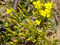 Sebaea aurea buds and flowers